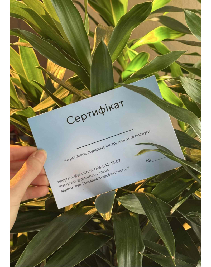 Подарочный сертификат