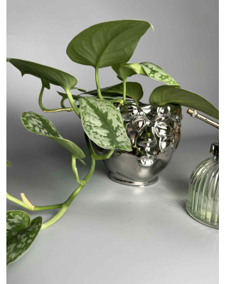 Набор парфумер 