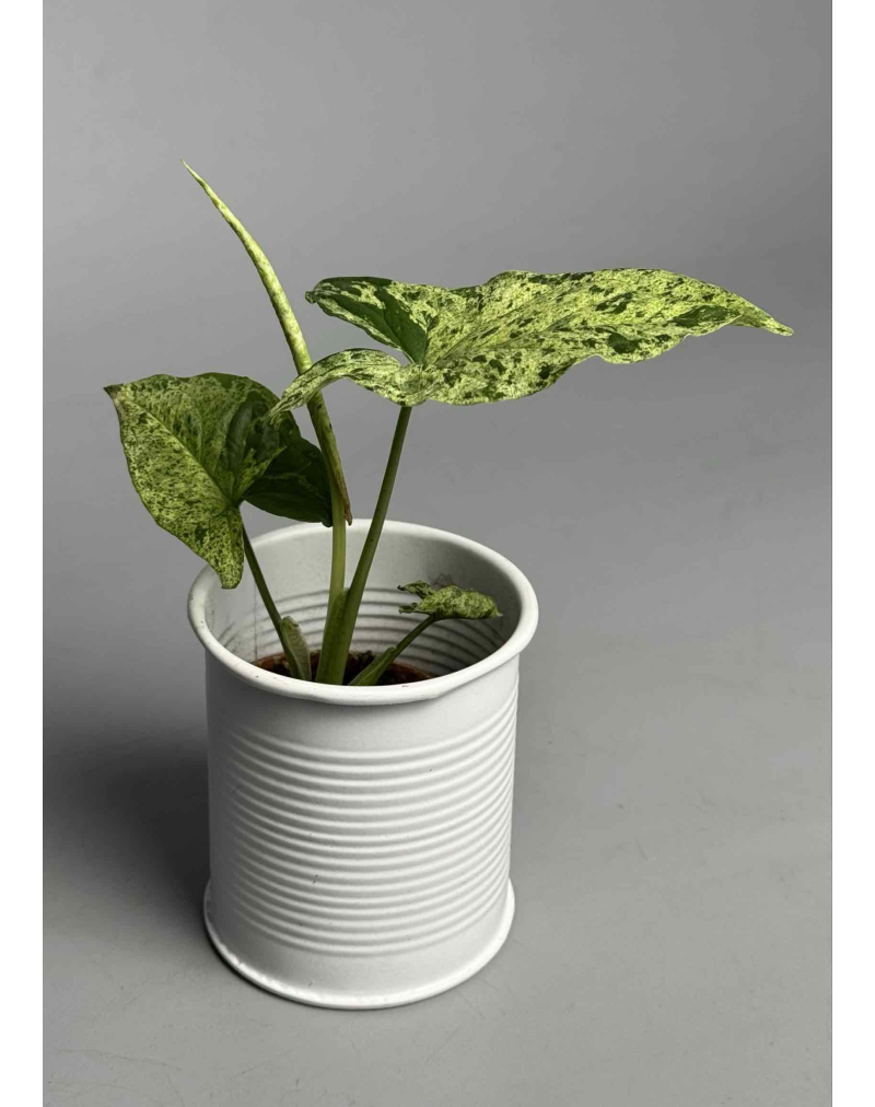 Сингониум Мотт (мохито)