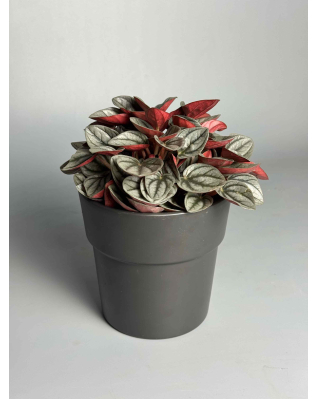 Пеперомія Санторіні/Ліліан мікс