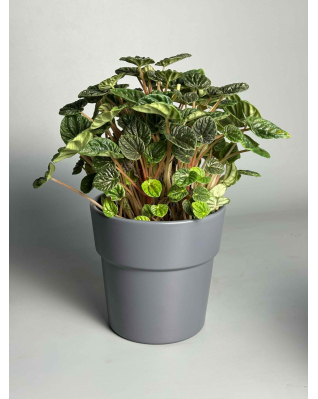 Пеперомия Санторини/Лилиан микс