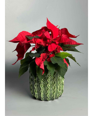 Пуансетія (різдвяна зірка)