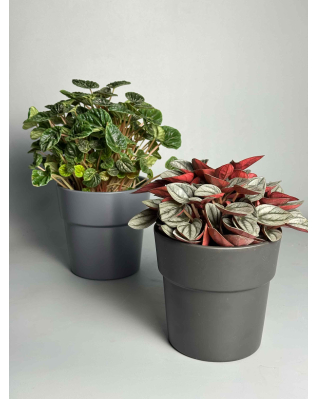 Пеперомия Санторини/Лилиан микс