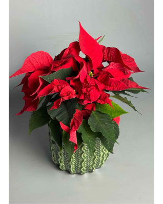 Пуансетія (різдвяна зірка)