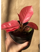 Розовая аглаонема Red China