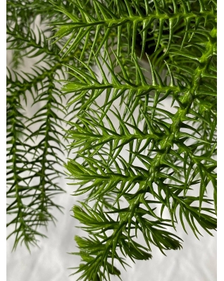 Тропическая елка Араукария m-l