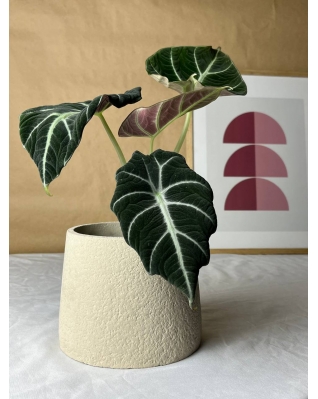 Алоказия Black Velvet