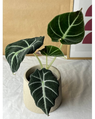 Алоказия Black Velvet