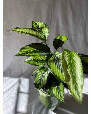 Калатея Орната Калатея Орната