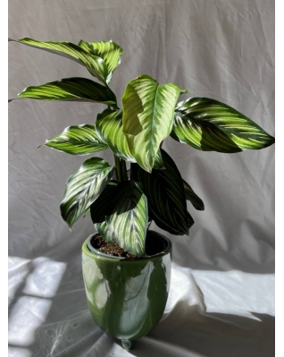 Калатея Орната Калатея Орната