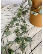 Церопегія Вуда L