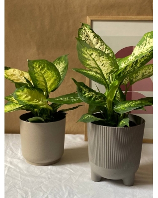 Диффенбахия Мікс