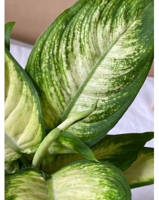 Диффенбахия Мікс