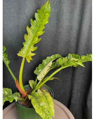 Филодендрон Ring of fire