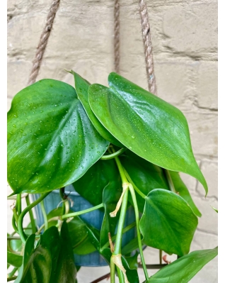 Філодендрон серцевидний scandens