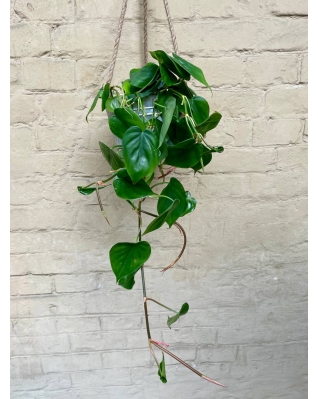 Філодендрон серцевидний scandens