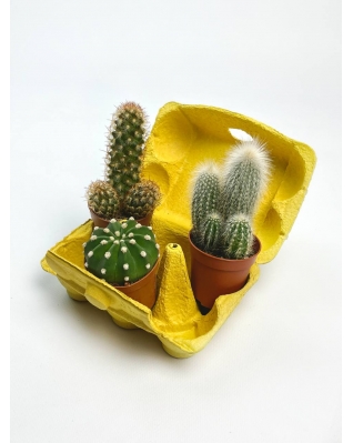 Кактус мікс Кактус мікс