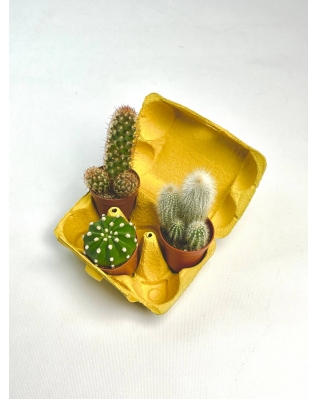 Кактус мікс Кактус мікс