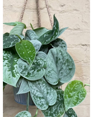 Сциндапсус Требье