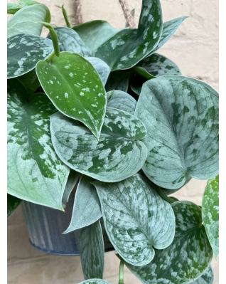 Сциндапсус Требʼє