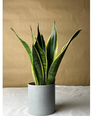 Сансевиерия Мікс