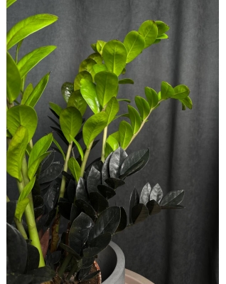 Заміокулькас Равен  Заміокулькас Равен