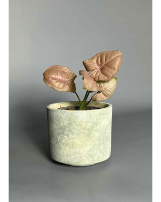 Сингоніум рожевий (neon pink) s-m Сингоніум рожевий (neon pink) s-m