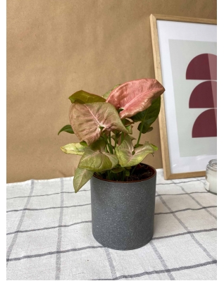 Сингониум розовый (неон пинк) m