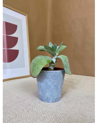 Каланхое волотисте