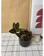 Орхідея лудізія (дорогоцінна)