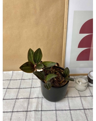 Орхідея лудізія (дорогоцінна)