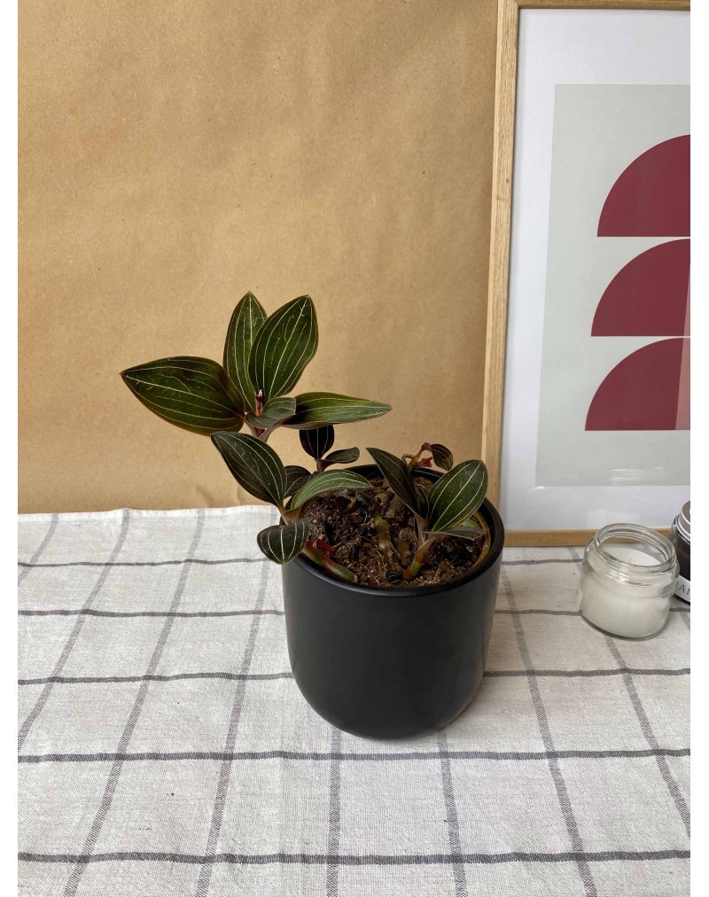 Орхідея лудізія (дорогоцінна)