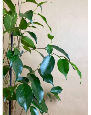 Фікус Бенжаміна 60см