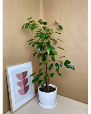 Фікус Бенжаміна 60см