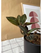 Орхідея лудізія (дорогоцінна)