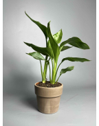 Стреліція Регіна S-L