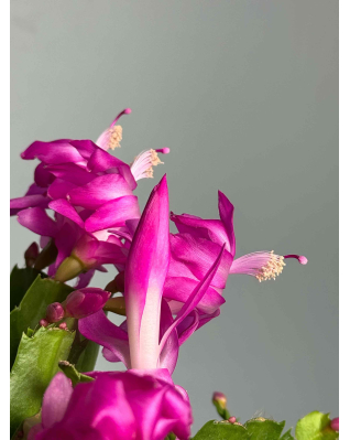 Шлюмбергера в асортименті