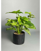 Сингониум Мотт (мохито)