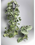 Сциндапсус Требье с-хл