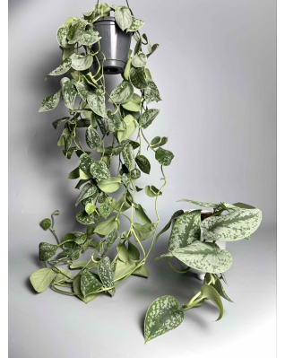 Сциндапсус Требʼє с-хл