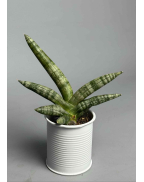 Сансевиерия Suffruticosa