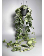 Сциндапсус Требье с-хл