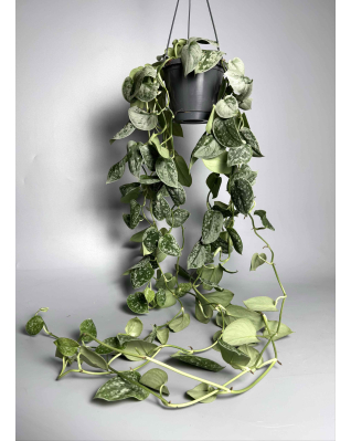 Сциндапсус Требʼє с-хл