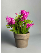 Шлюмбергера в асортименте