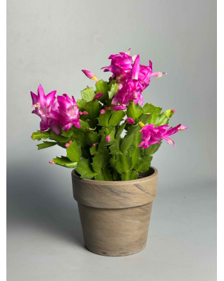 Шлюмбергера в асортименті