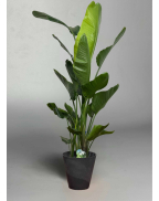 Стреліція Ніколая 100/180см