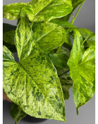 Сингониум Мотт (мохито)