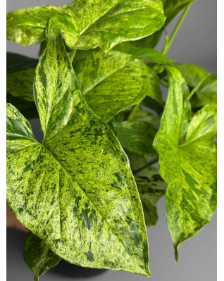 Сингоніум Мотт (Мохіто)