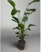 Стреліція Ніколая 100/180см