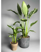 Стреліція Регіна S-L